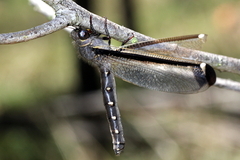Stilbopteryx walkeri