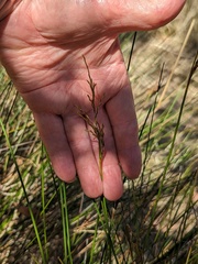 Schoenus carsei