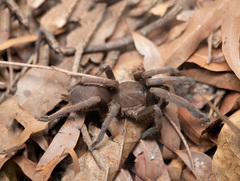 Selenocosmia
