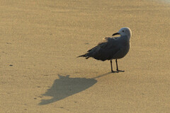 Leucophaeus modestus