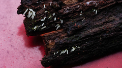 Mucronella fusiformis