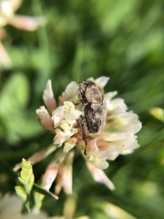 Hoplia