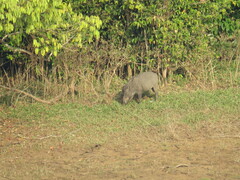 Sus scrofa cristatus