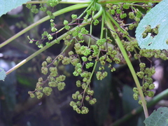 Dendrocnide moroides