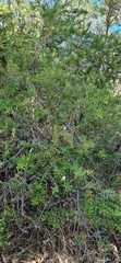 Melaleuca hypericifolia