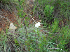 Gladiolus longicollis