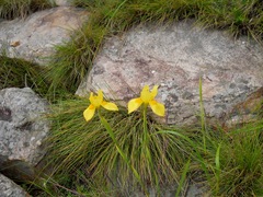 Moraea spathulata