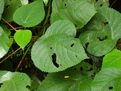 Dendrocnide moroides