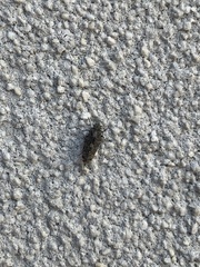 Nimbopsocus australis