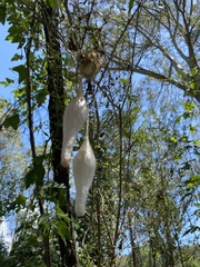 Ordgarius magnificus