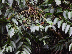 Polyscias australiana