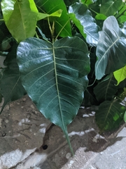 Ficus religiosa
