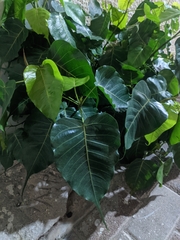 Ficus religiosa