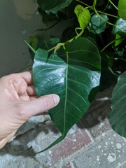 Ficus religiosa