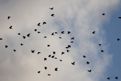 Corvus brachyrhynchos caurinus