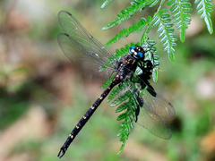 Austroaeschna multipunctata