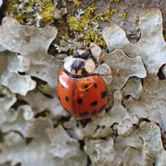Harmonia axyridis