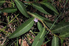 Eremophila debilis