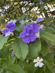 Brunfelsia australis