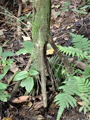 Verschaffeltia splendida