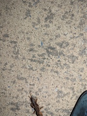 Gryllotalpa australis