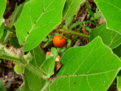 Solanum lasiocarpum