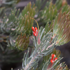 Adenanthos oreophilus