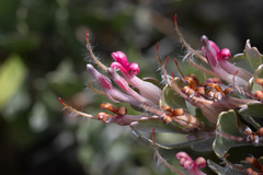 Adenanthos cuneatus