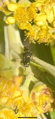 Eleale pulchra