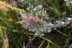 Adenanthos cuneatus