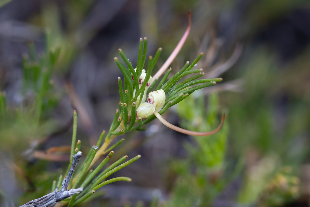 Adenanthos apiculatus