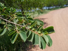 Bridelia micrantha
