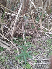 Erechtites hieraciifolius cacaloides