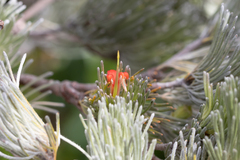 Adenanthos sericeus