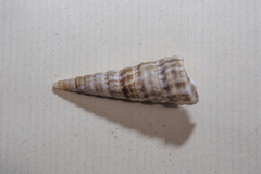 Turritella gonostoma