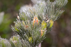 Adenanthos sericeus