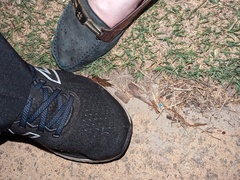 Gryllotalpa australis