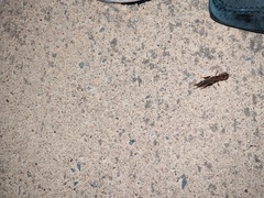 Gryllotalpa australis