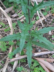 Erechtites hieraciifolius cacaloides