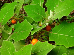Solanum lasiocarpum
