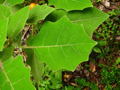 Solanum lasiocarpum