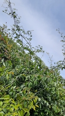 Ventilago madraspatana