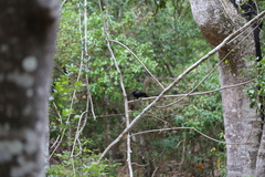 Corvus moneduloides