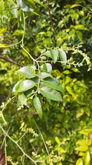 Ventilago madraspatana