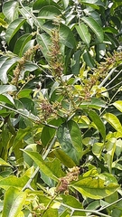 Ventilago madraspatana