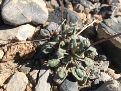Eriogonum inflatum