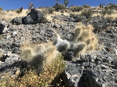 Opuntia polyacantha erinacea