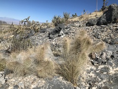 Opuntia polyacantha erinacea