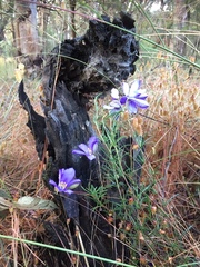 Cheiranthera linearis