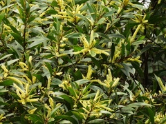 Acacia celsa